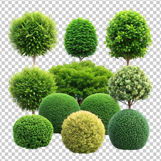 садовые кустарники png