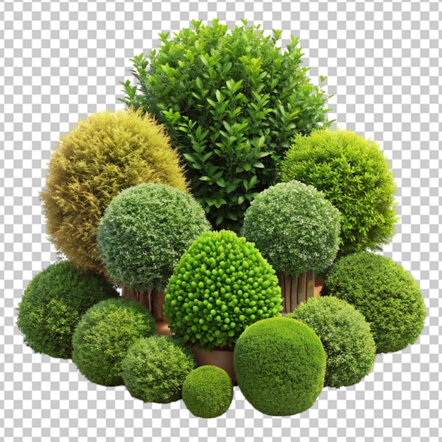 садовые кустарники png