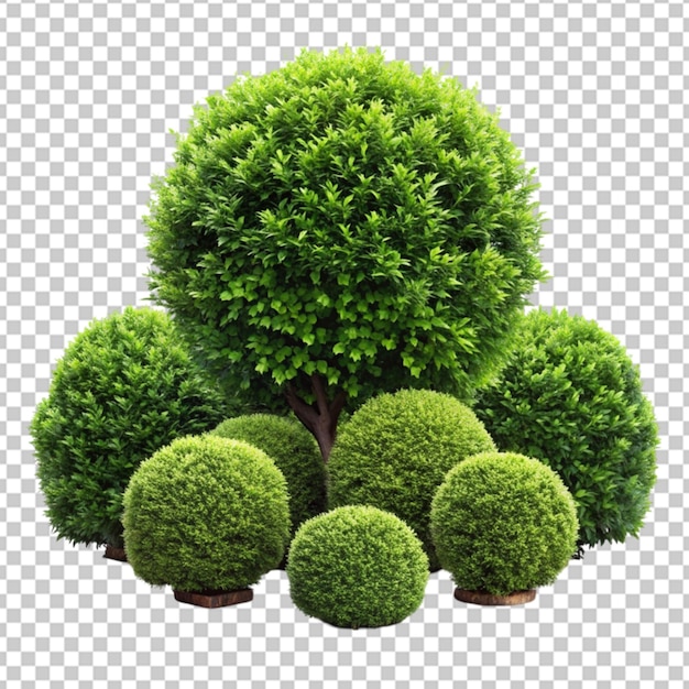 садовые кустарники png