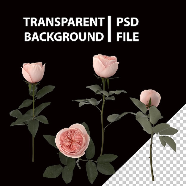 PSD garden rose png