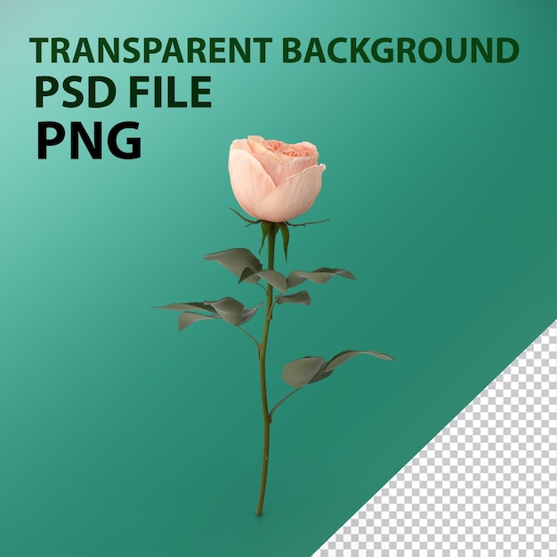 Garden rose png