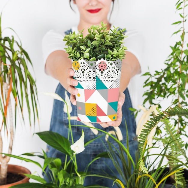 Concetto di giardinaggio con la pianta della holding della donna