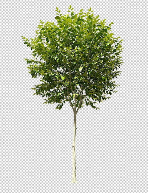 Gardening tree plant shape cutout backgrounds 3d render