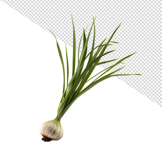 PSD garlic onion clipping path