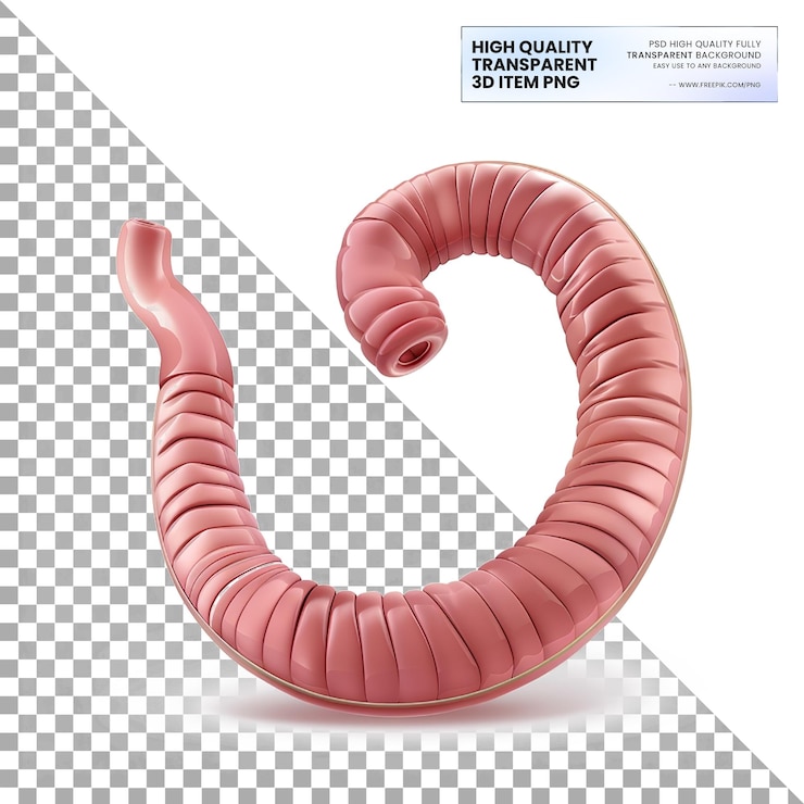 PSD gastrostomy tubes for providing nutrition directly to the stomach on transparent background