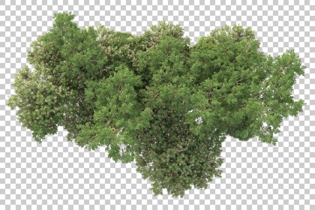 Gebladerte eiland geïsoleerd op transparante achtergrond 3d rendering illustratie