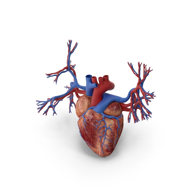 Gedetailleerde 3D-illustratie van het menselijk hart en de belangrijkste bloedvaten