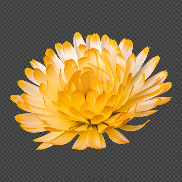 Geel witte calendula bloem geïsoleerde rendering