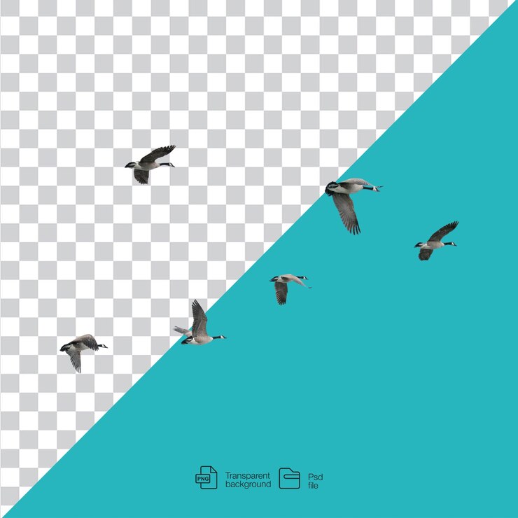 PSD geese in flight over teal background