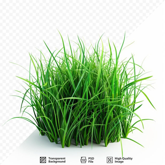 PSD geïsoleerd groen gras op een witte geïsoleerde achtergrond