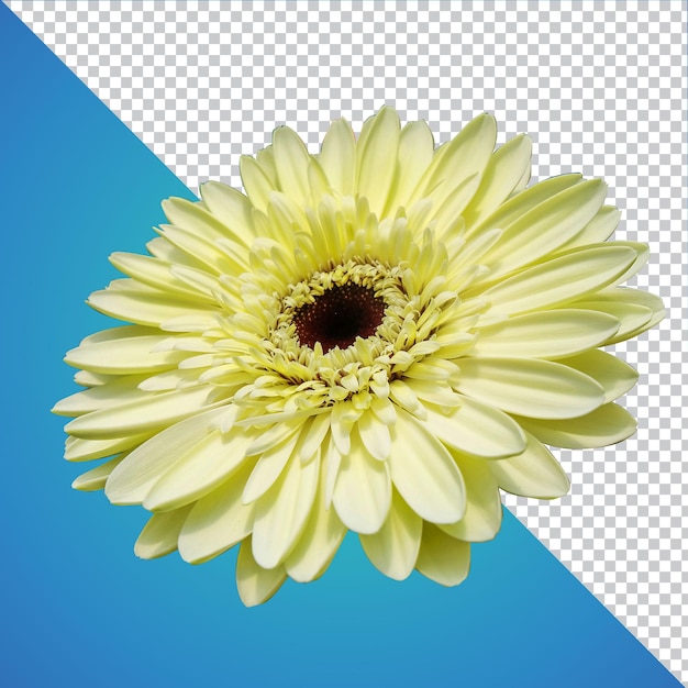 Geïsoleerde Gerbera Flower PSD