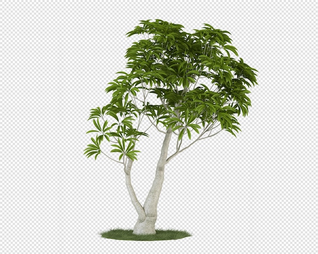 Geïsoleerde groene boom op gras in 3D-rendering