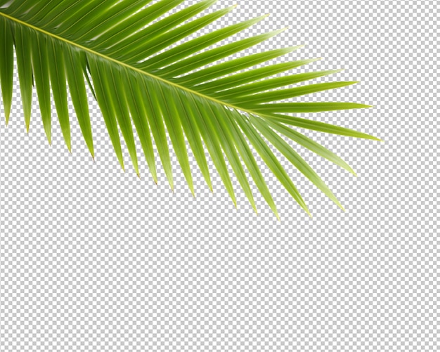 PSD geïsoleerde kokospalmbladeren versieren op een transparante achtergrond