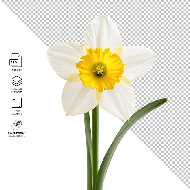 geïsoleerde narcissus zonder achtergrond