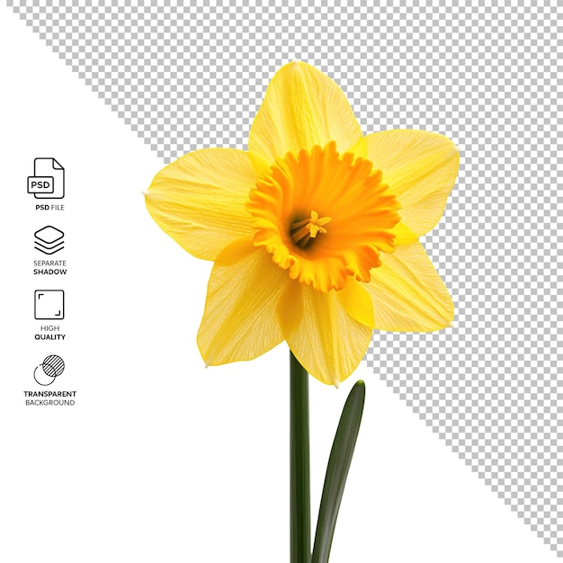 geïsoleerde narcissus zonder achtergrond