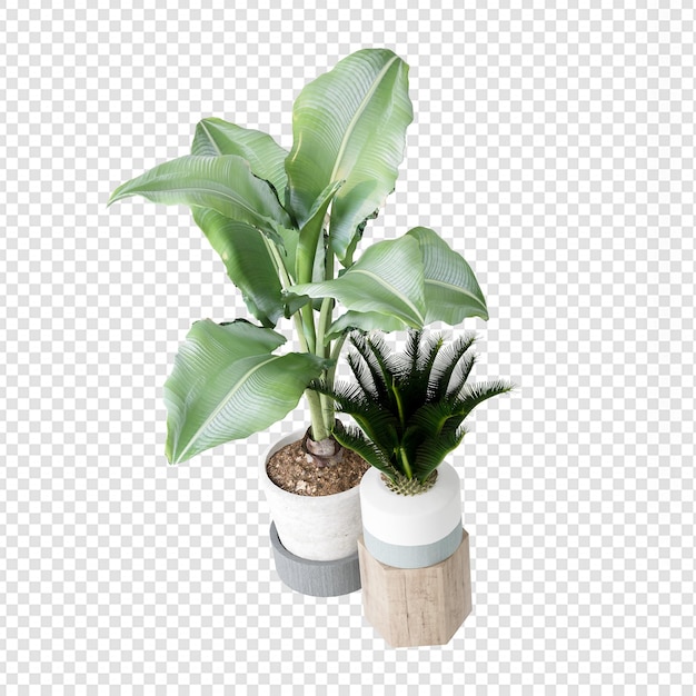 Geïsoleerde plant in 3d-rendering