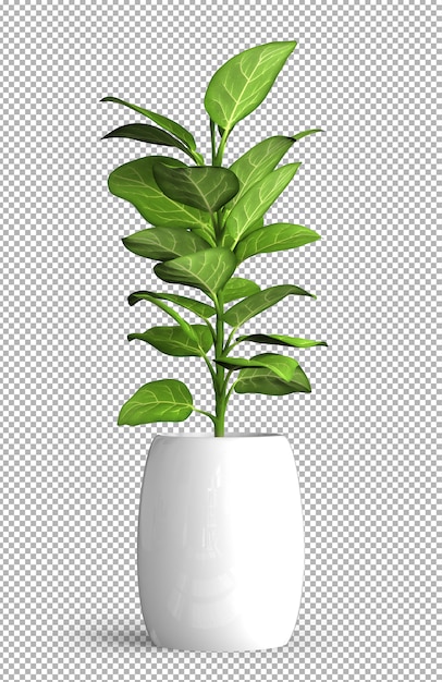 Geïsoleerde plant in pot