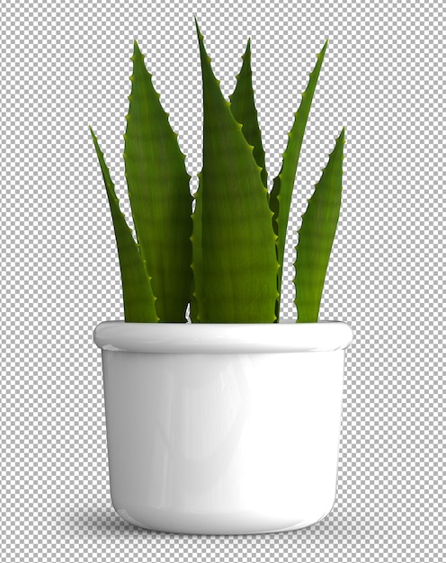 Geïsoleerde plant in pot