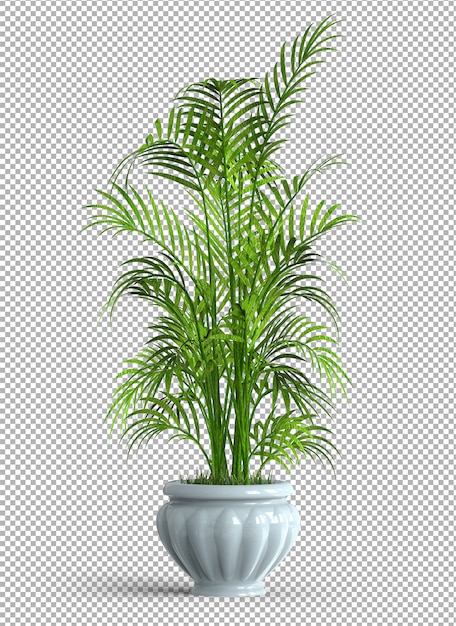 Geïsoleerde plant in pot