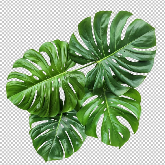 PSD geïsoleerde tropische bladeren van monstera deliciosa