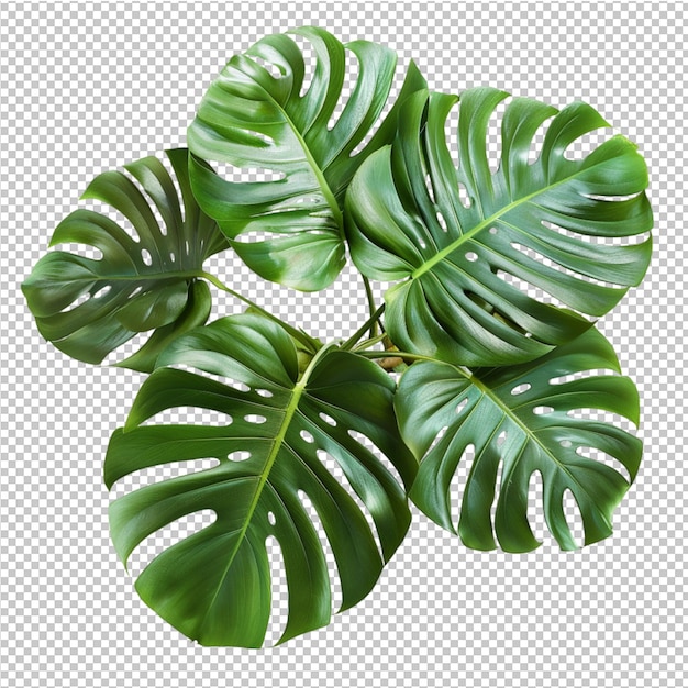 Geïsoleerde tropische bladeren van monstera deliciosa