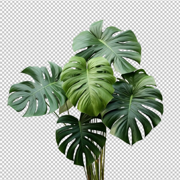 PSD geïsoleerde tropische bladeren van monstera deliciosa