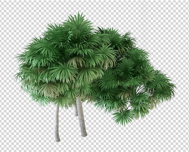 Geïsoleerde tropische boom in 3D-rendering