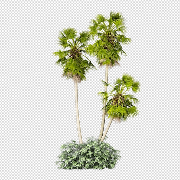 PSD geïsoleerde tropische palmboom in 3d-rendering