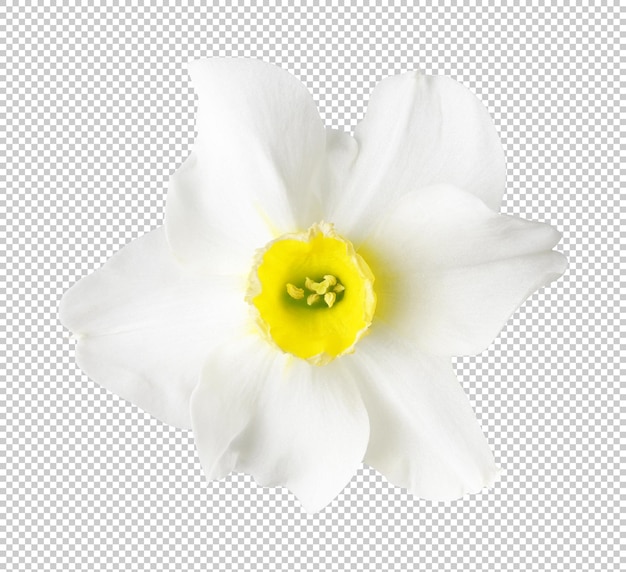 geïsoleerde witte en gele narcissusbloemen