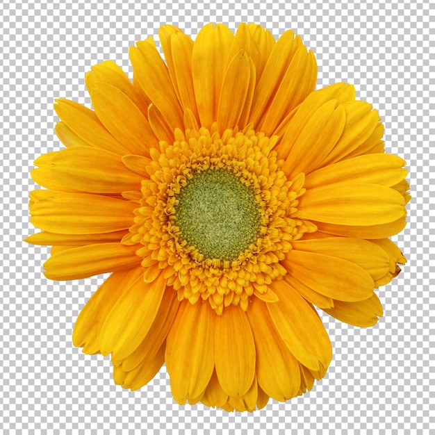 PSD gele gerbera bloem geïsoleerde weergave