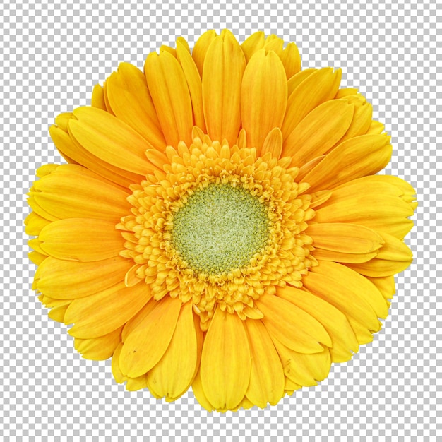 Gele gerbera bloem geïsoleerde weergave