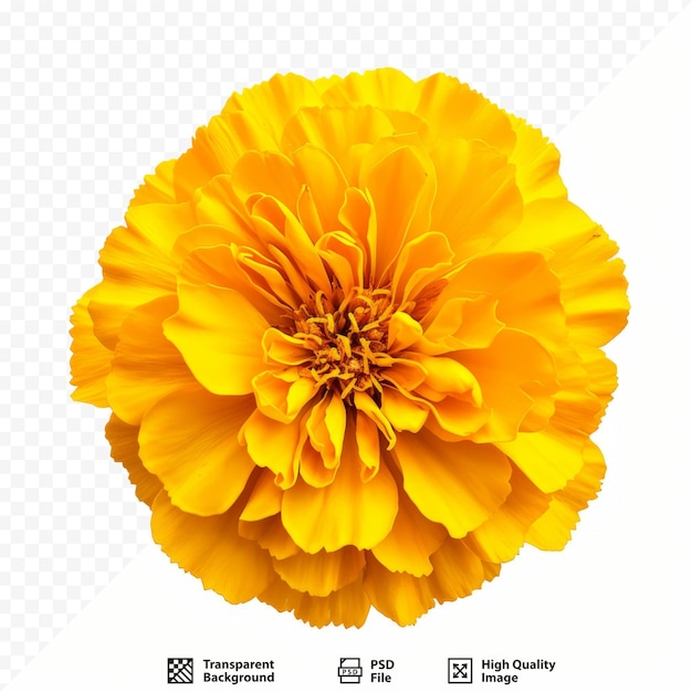 Gele goudsbloem tagetes erecta mexicaanse goudsbloem azteekse goudsbloem afrikaanse goudsbloem geïsoleerd op witte geïsoleerde achtergrond