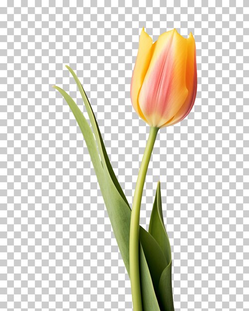 PSD gele tulp close-up geïsoleerd op transparante achtergrond png psd