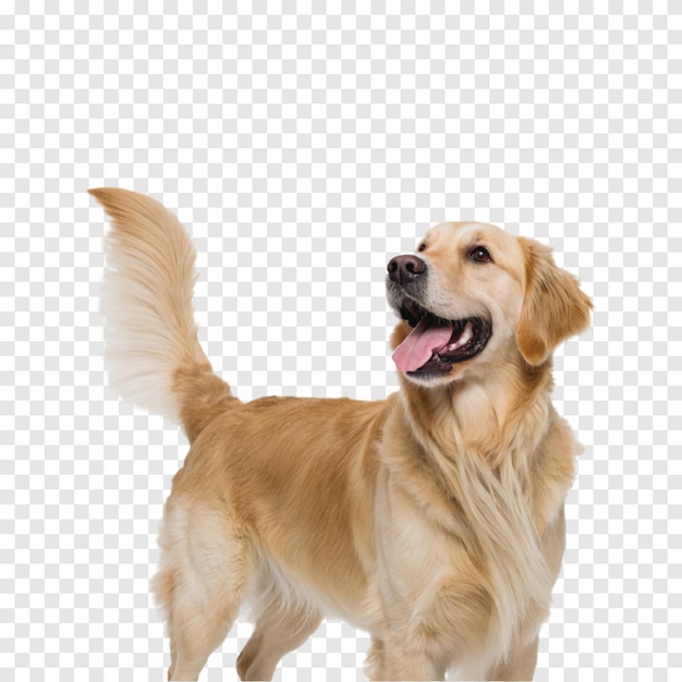 Gelukkige Golden Retriever geïsoleerd op een doorzichtige witte achtergrond