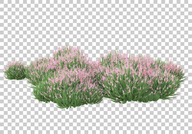 Geneeskrachtige planten op transparante achtergrond 3d-rendering illustratie