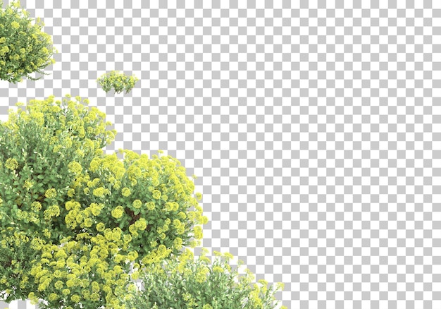 Geneeskrachtige planten op transparante achtergrond 3d-rendering illustratie