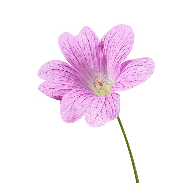 geranium flower transparent background on psd file