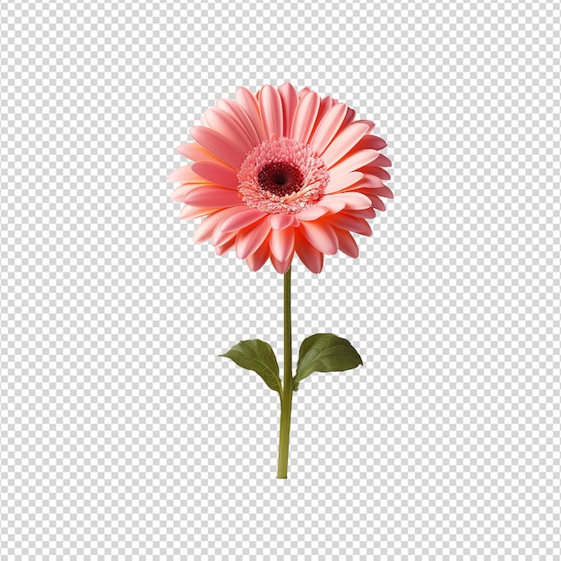 PSD gerbera bloem geïsoleerd op doorzichtige achtergrond png