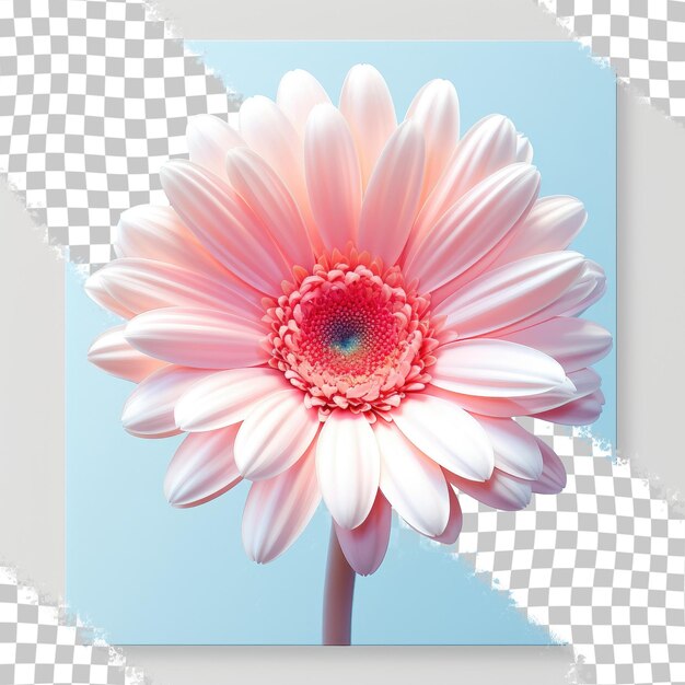 PSD gerbera blossom transparent background