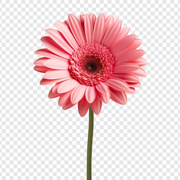 PSD gerbera daisy bloem geïsoleerd op transparante achtergrond