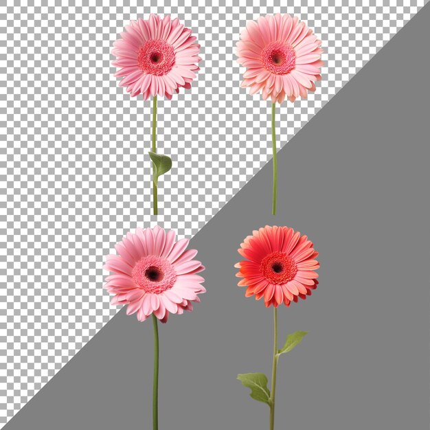 PSD gerbera daisy flower on transparent background ai generated