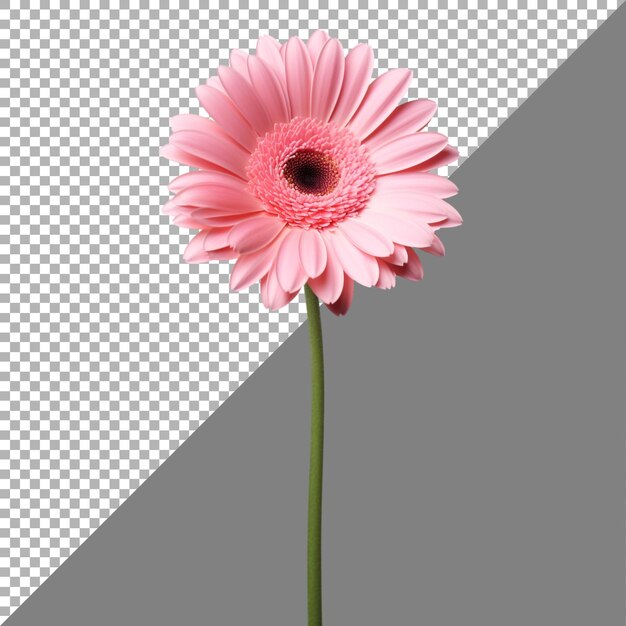 PSD gerbera daisy flower on transparent background ai generated