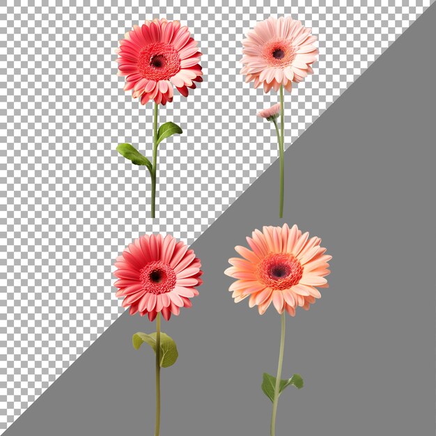 Gerbera daisy flower on transparent background ai generated