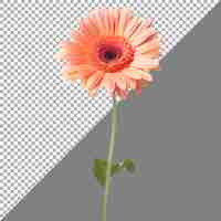 PSD gerbera daisy flower on transparent background ai generated