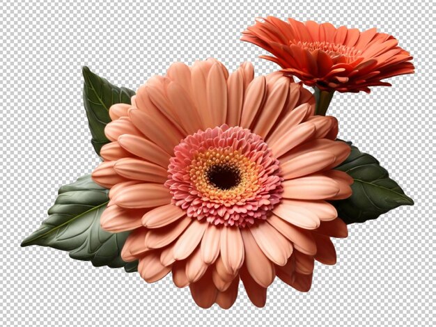 PSD gerbera daisy on transparent background