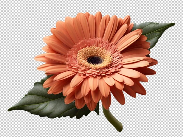 PSD gerbera daisy on transparent background