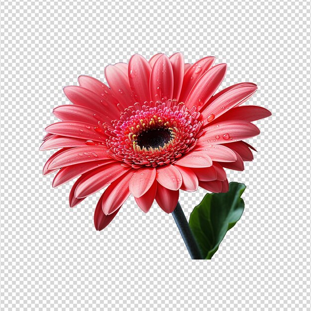 PSD 透明な背景に隔離されたゲルベラの花 png