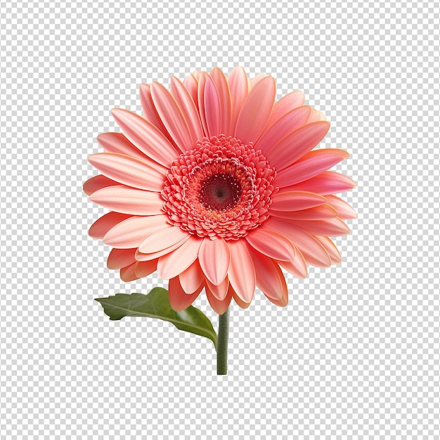 PSD gerbera flower isolated on transparent background png