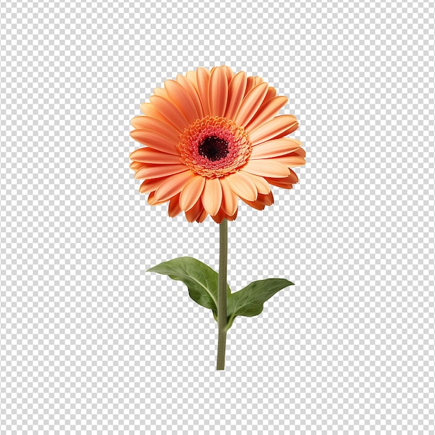 PSD gerbera flower isolated on transparent background png