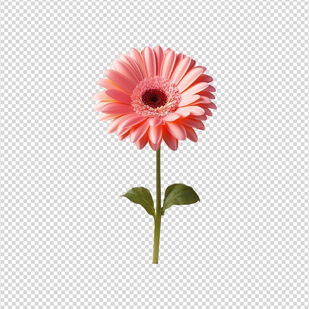 Gerbera flower isolated on transparent background png